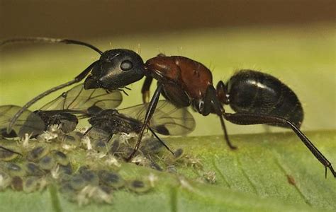 生肖六和 突然有很多螞蟻